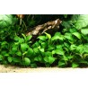 Anubias barteri var nana