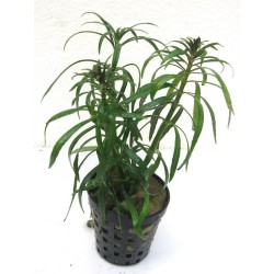 Pogostemon stellata