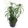 Pogostemon stellata