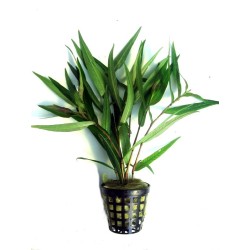 Polygonum sp