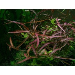 Polygonum sp