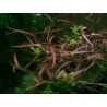 Polygonum sp