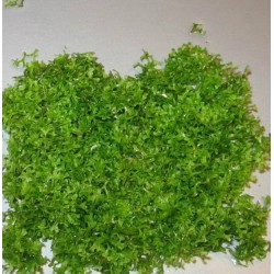 Riccia fluitans