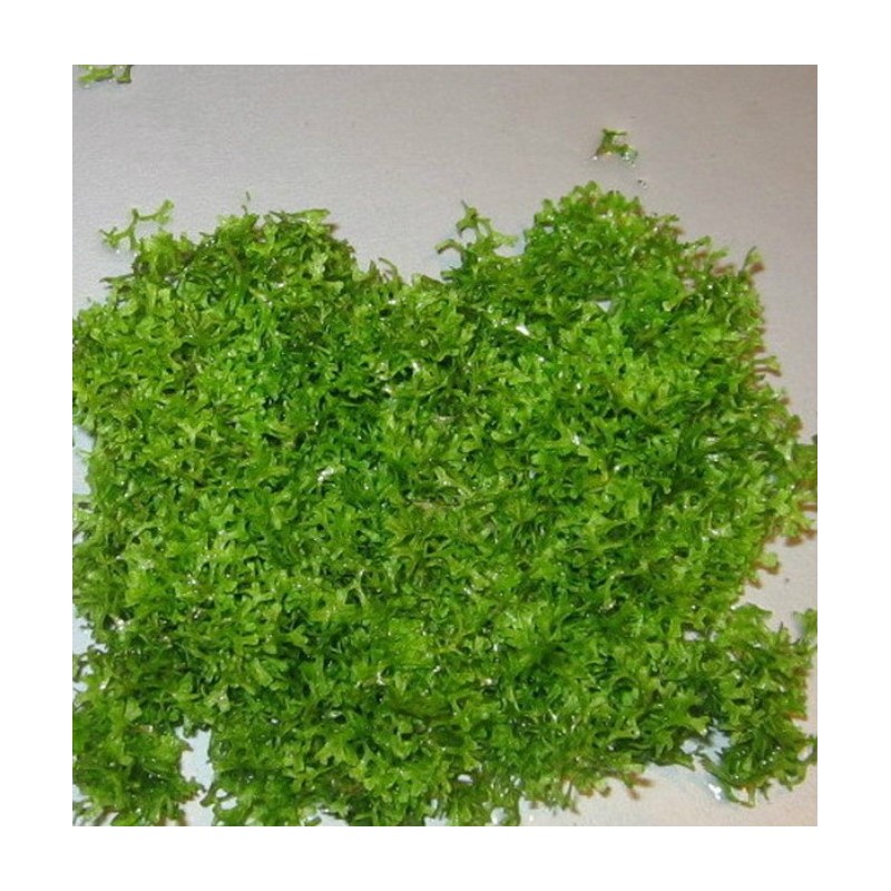Riccia fluitans