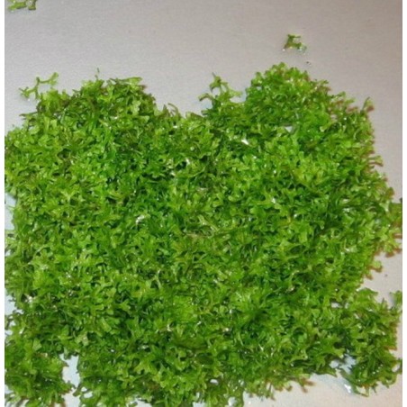 Riccia fluitans