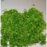 Riccia fluitans