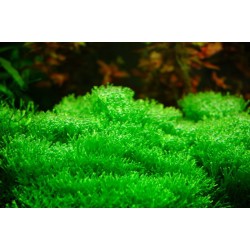 Riccia fluitans