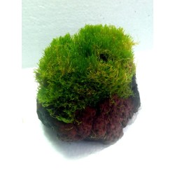 Riccia fluitans na lava kamenu