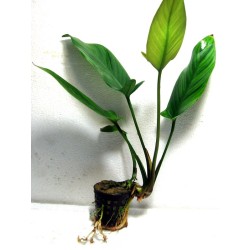 Anubias gilletii
