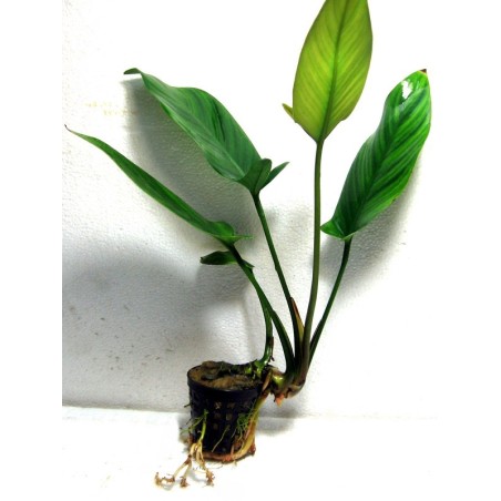 Anubias gilletii