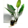 Anubias gilletii