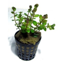 Rotala rotundifolia