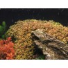 Rotala rotundifolia