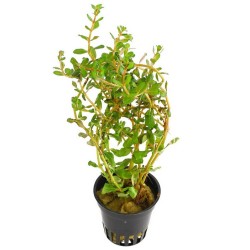 Rotala sp Gia Lai