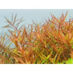 Rotala sp Gia Lai