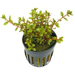 Rotala sp Hong Kong