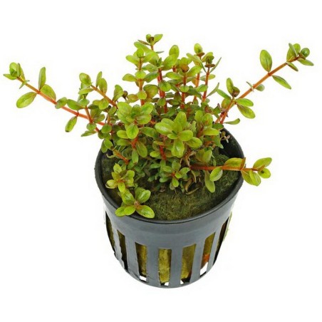 Rotala sp Hong Kong