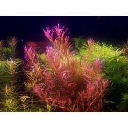 Rotala sp Hong Kong
