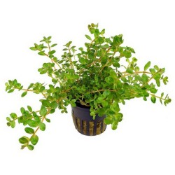Rotala sp Myanmar