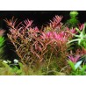 Rotala sp Myanmar