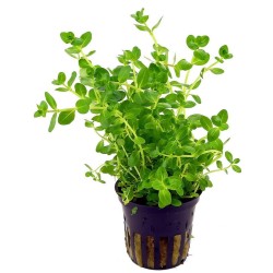 Rotala sp. green