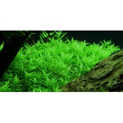 Rotala sp. green