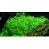 Rotala sp. green