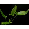 Anubias gilletii