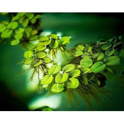 Salvinia minima