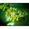 Salvinia minima