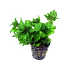 Shinnersia  rivularis green
