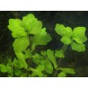 Shinnersia  rivularis green