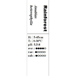 Anubias heterophylla
