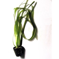 Vallisneria americana