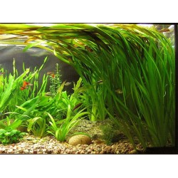 Vallisneria americana