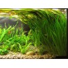 Vallisneria americana