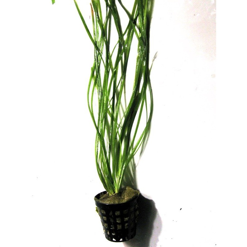 Vallisneria spiralis