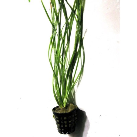 Vallisneria spiralis