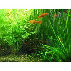 Vallisneria spiralis