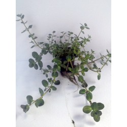 Veronica beccabunga