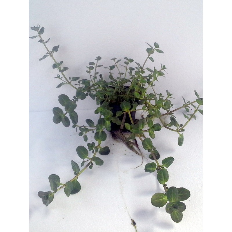 Veronica beccabunga