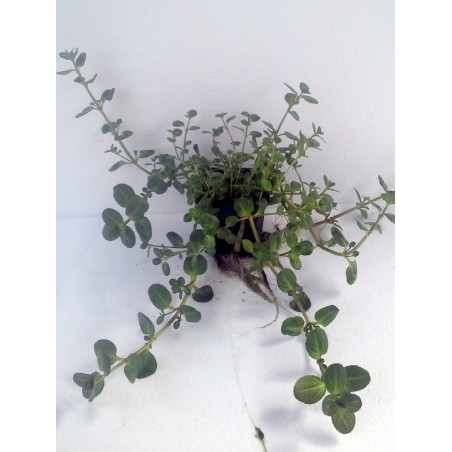 Veronica beccabunga