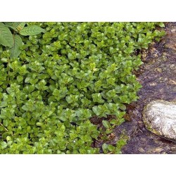 Veronica beccabunga