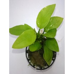 Anubias nana gold