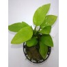 Anubias nana gold