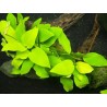Anubias nana gold