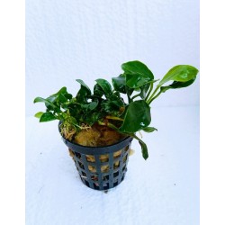 Anubias nana mini