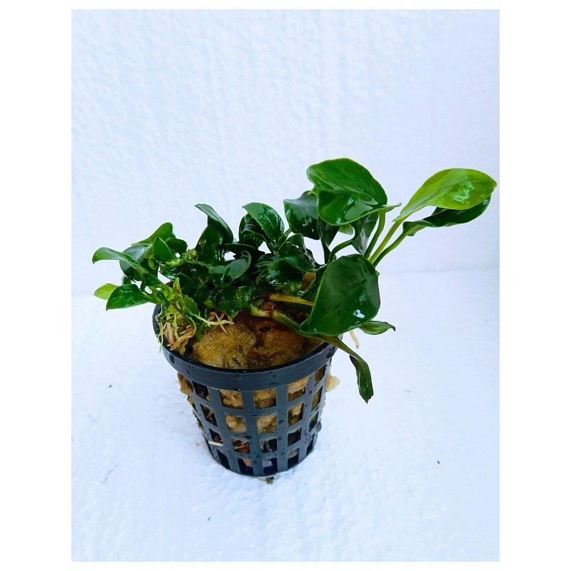 Anubias nana mini Anubias nana mini