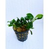 Anubias nana mini