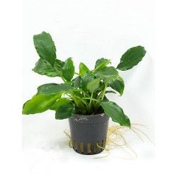 Schismatoglottis prietoi
